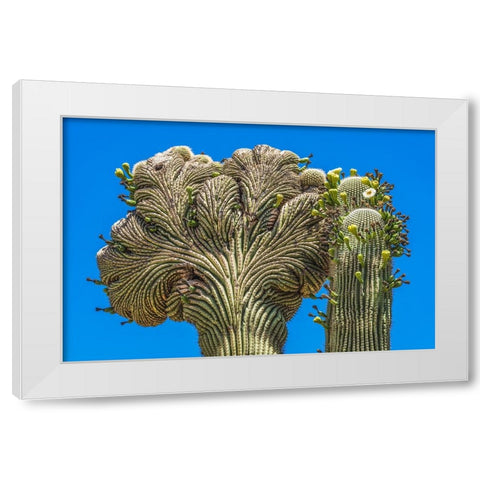 Crested Saguaro blooming- Desert Botanical Garden- Phoenix- Arizona. White Modern Wood Framed Art Print by Perry, William