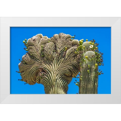 Crested Saguaro blooming- Desert Botanical Garden- Phoenix- Arizona. White Modern Wood Framed Art Print by Perry, William