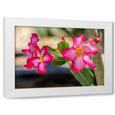 Colorful pink desert roses blooming- Desert Botanical Garden- Phoenix- Arizona White Modern Wood Framed Art Print by Perry, William
