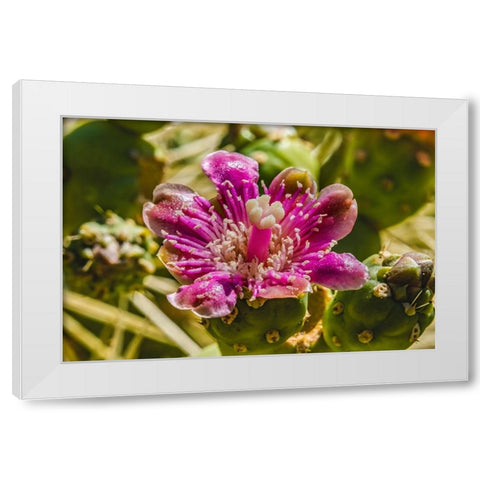 Pink blossom chain fruit cholla- Desert Botanical Garden- Phoenix- Arizona. White Modern Wood Framed Art Print by Perry, William