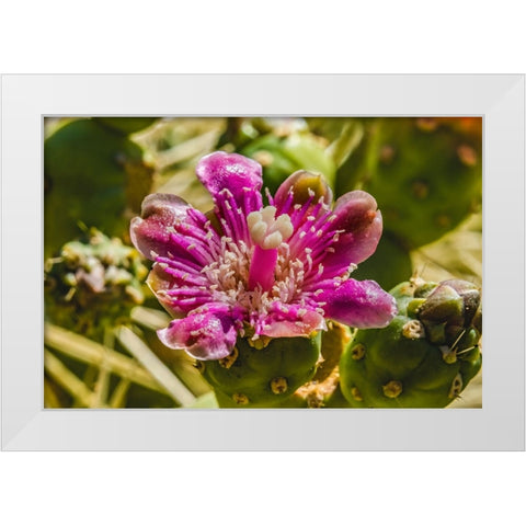 Pink blossom chain fruit cholla- Desert Botanical Garden- Phoenix- Arizona. White Modern Wood Framed Art Print by Perry, William