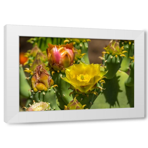 Plains prickly pear cactus blooming- Desert Botanical Garden- Phoenix- Arizona. White Modern Wood Framed Art Print by Perry, William