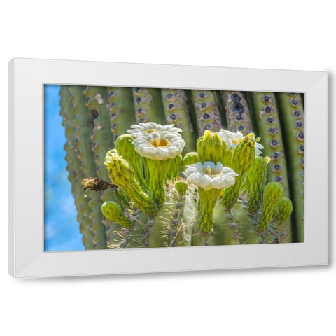 Saguaro cactus blooming- Desert Botanical Garden- Phoenix- Arizona. White Modern Wood Framed Art Print by Perry, William