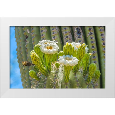 Saguaro cactus blooming- Desert Botanical Garden- Phoenix- Arizona. White Modern Wood Framed Art Print by Perry, William