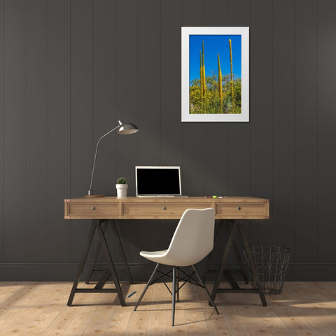 Thread Agaves blooming- Desert Botanical Garden- Phoenix- Arizona. White Modern Wood Framed Art Print by Perry, William