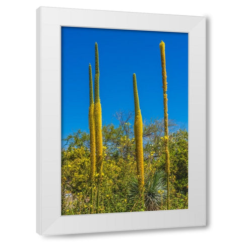 Thread Agaves blooming- Desert Botanical Garden- Phoenix- Arizona. White Modern Wood Framed Art Print by Perry, William