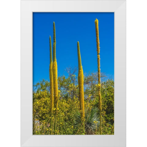 Thread Agaves blooming- Desert Botanical Garden- Phoenix- Arizona. White Modern Wood Framed Art Print by Perry, William