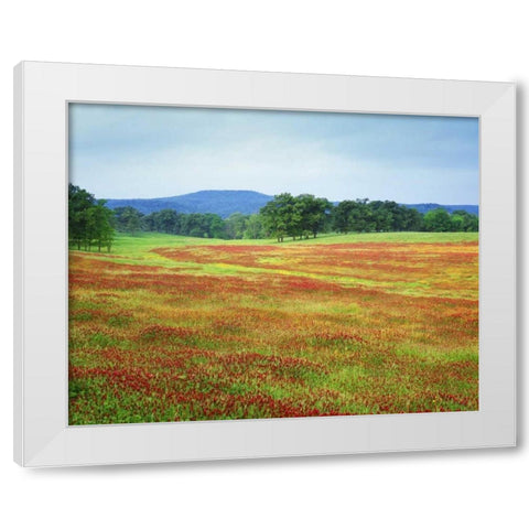 Arkansas Blooming scarlet clover in Boston Mts White Modern Wood Framed Art Print by Flaherty, Dennis