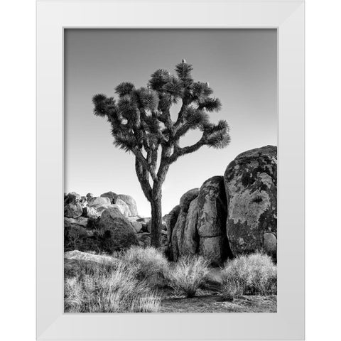 California-Joshua Tree National Park-Joshua tree lit by early morning sun White Modern Wood Framed Art Print by Collins, Ann