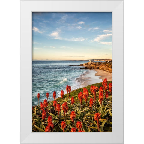 USA-California-La Jolla Blooming aloe and Wipeout Beach White Modern Wood Framed Art Print by Collins, Ann