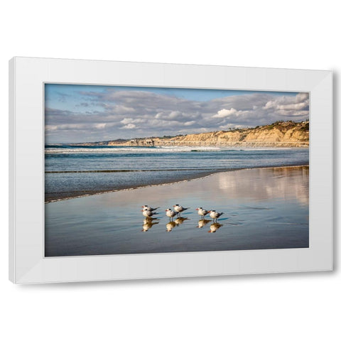 USA-California-La Jolla Royal terns and Scripps Pier at La Jolla Shores White Modern Wood Framed Art Print by Collins, Ann