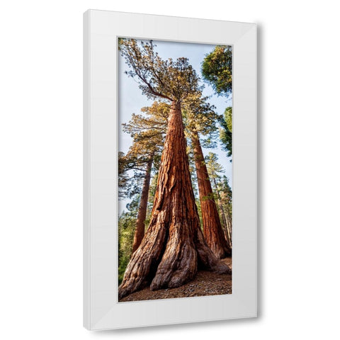 USA-California-Yosemite National Park Giant Sequoia trees in Mariposa Grove White Modern Wood Framed Art Print by Collins, Ann