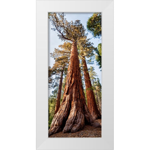USA-California-Yosemite National Park Giant Sequoia trees in Mariposa Grove White Modern Wood Framed Art Print by Collins, Ann