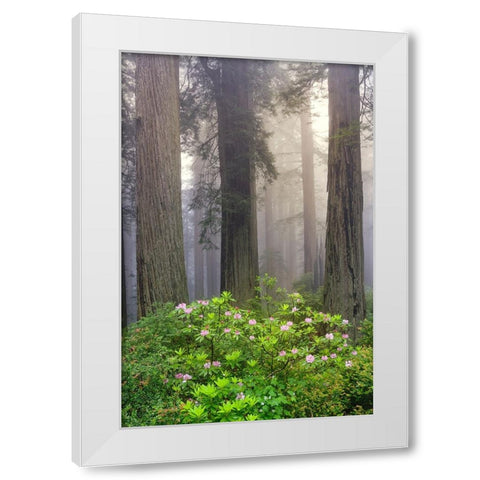 Redwood trees and Pacific Rhododendron in fog-Redwood National Park-California White Modern Wood Framed Art Print by Jones, Adam