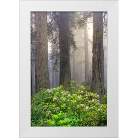 Redwood trees and Pacific Rhododendron in fog-Redwood National Park-California White Modern Wood Framed Art Print by Jones, Adam