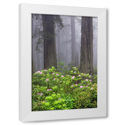 Redwood trees and Pacific Rhododendron in fog-Redwood National Park-California White Modern Wood Framed Art Print by Jones, Adam