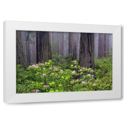 Redwood trees and Pacific Rhododendron in fog-Redwood National Park-California White Modern Wood Framed Art Print by Jones, Adam