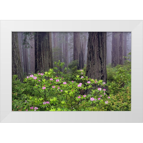 Redwood trees and Pacific Rhododendron in fog-Redwood National Park-California White Modern Wood Framed Art Print by Jones, Adam