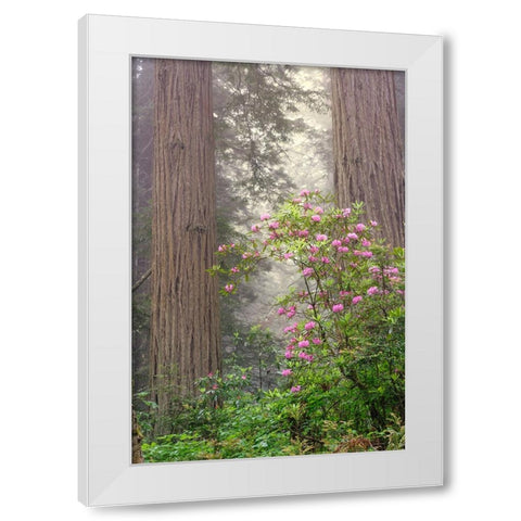 Redwood trees and Pacific Rhododendron in fog-Redwood National Park-California White Modern Wood Framed Art Print by Jones, Adam