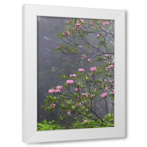 Redwood trees and Pacific Rhododendron in fog-Redwood National Park-California White Modern Wood Framed Art Print by Jones, Adam