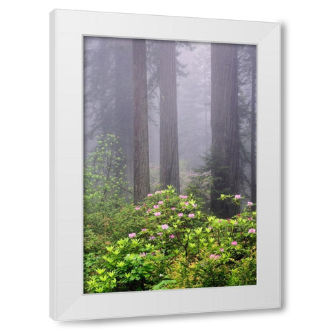 Redwood trees and Pacific Rhododendron in fog-Redwood National Park-California White Modern Wood Framed Art Print by Jones, Adam
