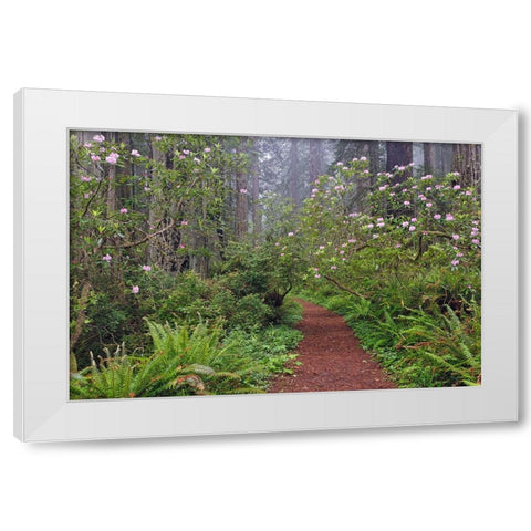 Footpath through Redwood trees and Pacific Rhododendron in fog White Modern Wood Framed Art Print by Jones, Adam