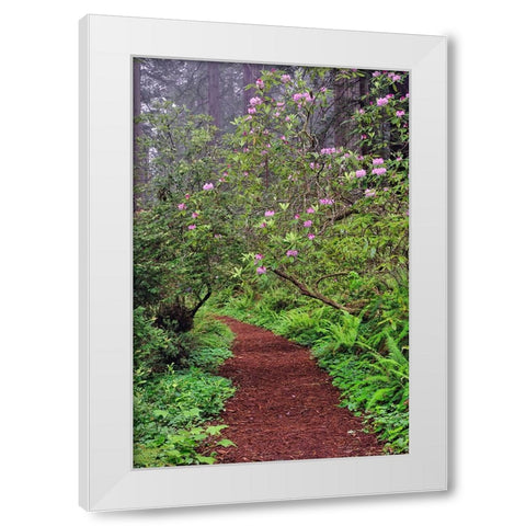 Footpath through Redwood trees and Pacific Rhododendron in fog White Modern Wood Framed Art Print by Jones, Adam