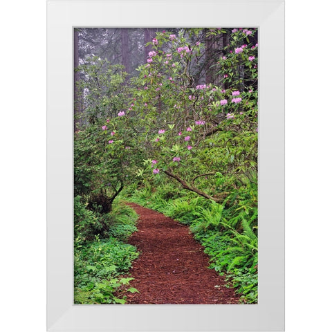 Footpath through Redwood trees and Pacific Rhododendron in fog White Modern Wood Framed Art Print by Jones, Adam