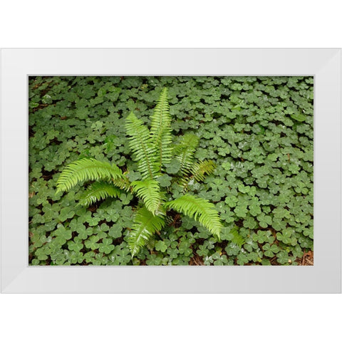 Fern among wood Sorrel Redwood National Park-California White Modern Wood Framed Art Print by Jones, Adam