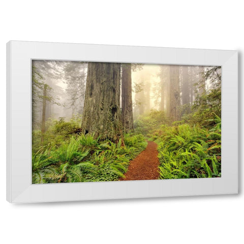 Footpath through Redwood trees and Pacific Rhododendron in fog White Modern Wood Framed Art Print by Jones, Adam