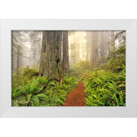 Footpath through Redwood trees and Pacific Rhododendron in fog White Modern Wood Framed Art Print by Jones, Adam