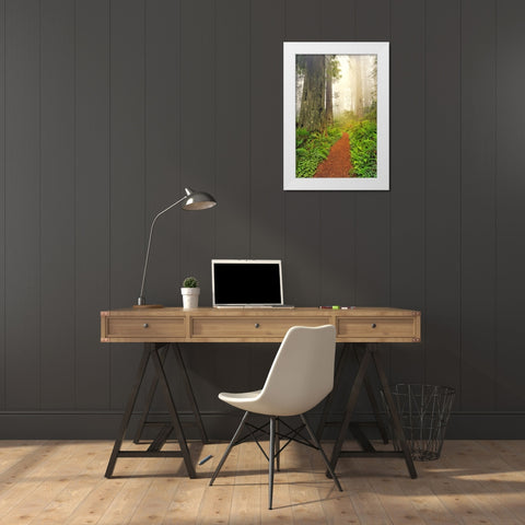 Footpath through Redwood trees and Pacific Rhododendron in fog White Modern Wood Framed Art Print by Jones, Adam