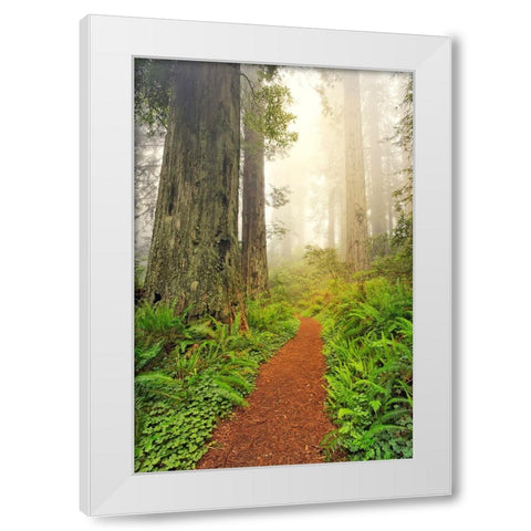 Footpath through Redwood trees and Pacific Rhododendron in fog White Modern Wood Framed Art Print by Jones, Adam