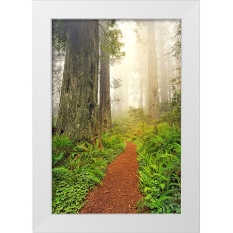 Footpath through Redwood trees and Pacific Rhododendron in fog White Modern Wood Framed Art Print by Jones, Adam