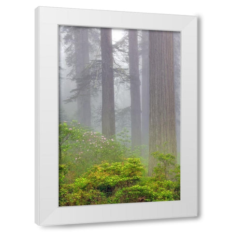Redwood trees and Pacific Rhododendron in fog-Redwood National Park-California White Modern Wood Framed Art Print by Jones, Adam