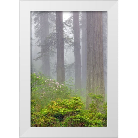 Redwood trees and Pacific Rhododendron in fog-Redwood National Park-California White Modern Wood Framed Art Print by Jones, Adam
