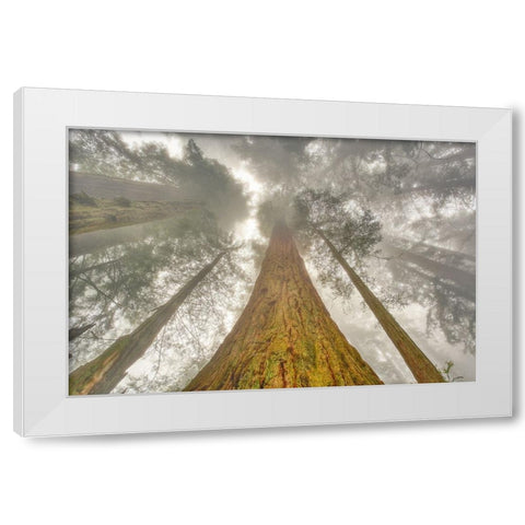 Fisheye view skyward of Redwood trees in fog Redwood National Park-California White Modern Wood Framed Art Print by Jones, Adam
