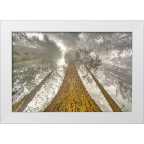 Fisheye view skyward of Redwood trees in fog Redwood National Park-California White Modern Wood Framed Art Print by Jones, Adam