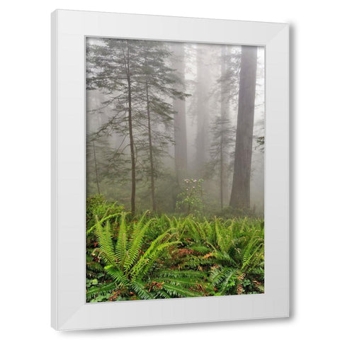 Redwood trees and ferns in fog Redwood National Park-California White Modern Wood Framed Art Print by Jones, Adam