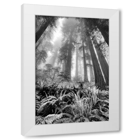 Fisheye view skyward of Redwood trees in fog Redwood National Park-California White Modern Wood Framed Art Print by Jones, Adam