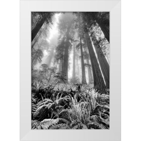 Fisheye view skyward of Redwood trees in fog Redwood National Park-California White Modern Wood Framed Art Print by Jones, Adam