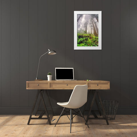 Fisheye view skyward of Redwood trees in fog Redwood National Park-California White Modern Wood Framed Art Print by Jones, Adam