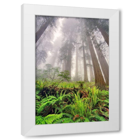 Fisheye view skyward of Redwood trees in fog Redwood National Park-California White Modern Wood Framed Art Print by Jones, Adam