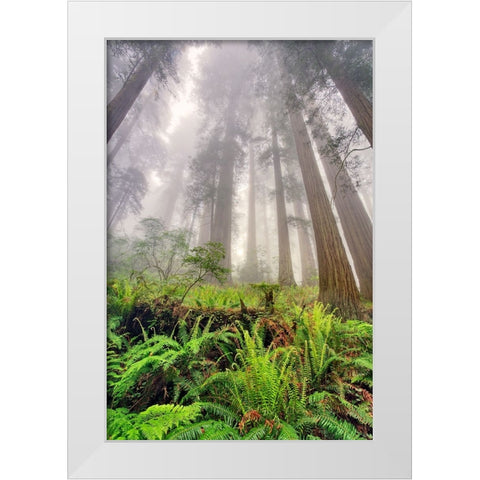 Fisheye view skyward of Redwood trees in fog Redwood National Park-California White Modern Wood Framed Art Print by Jones, Adam