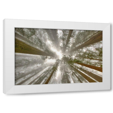 Fisheye view skyward of Redwood trees in fog Redwood National Park-California White Modern Wood Framed Art Print by Jones, Adam