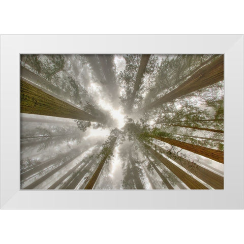Fisheye view skyward of Redwood trees in fog Redwood National Park-California White Modern Wood Framed Art Print by Jones, Adam