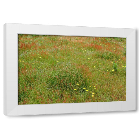 Mixture of flowers and grasses-Dolason Prairie-Redwood National Park-California White Modern Wood Framed Art Print by Jones, Adam