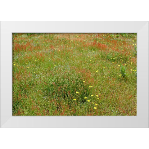 Mixture of flowers and grasses-Dolason Prairie-Redwood National Park-California White Modern Wood Framed Art Print by Jones, Adam