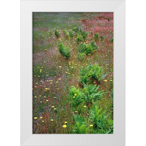 Mixture of flowers-ferns and grasses-Dolason Prairie-Redwood National Park-California White Modern Wood Framed Art Print by Jones, Adam