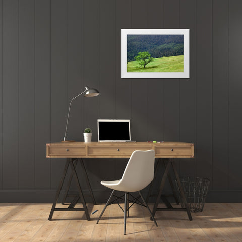 Grasses and trees-Dolason Prairie just off Bald Hills Road-California White Modern Wood Framed Art Print by Jones, Adam